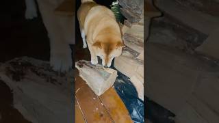 Caught in 4K stealing firewood again 😂🔥