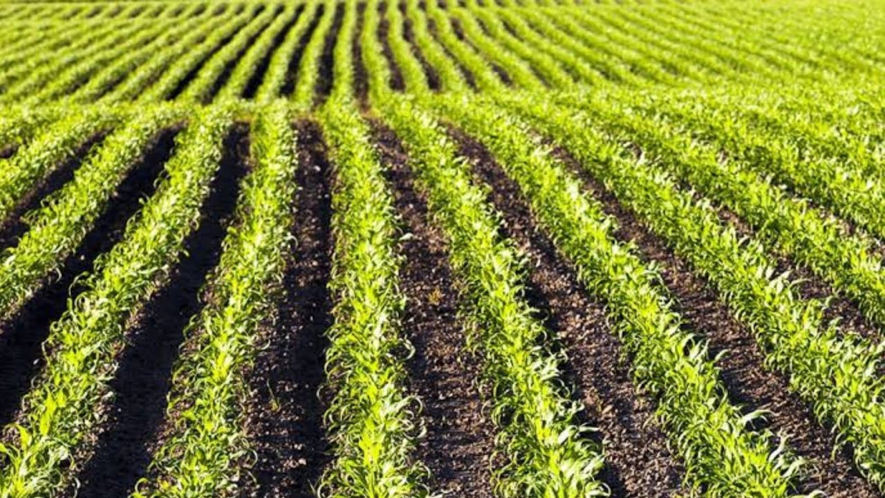 जून जुलै मधील नवीन पीक।June,july pike,crop