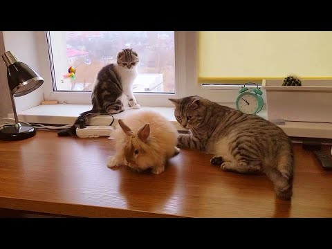 वीडियो: बिल्ली कैसे दिखाई दी