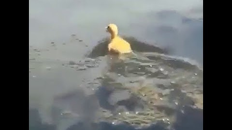LARGEMOUTH BASS EATS BABY DUCK