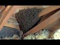 20200226 - Bees in Cory's Attic! (Bee hive rescue)