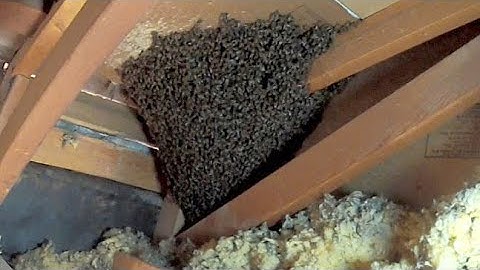 20200226 - Bees in Cory