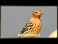 Κοκκινοκελάδα - Ψευταηδόνι Κελάηδημα - Red throated Pipit and Cetti&#39;s warbler song