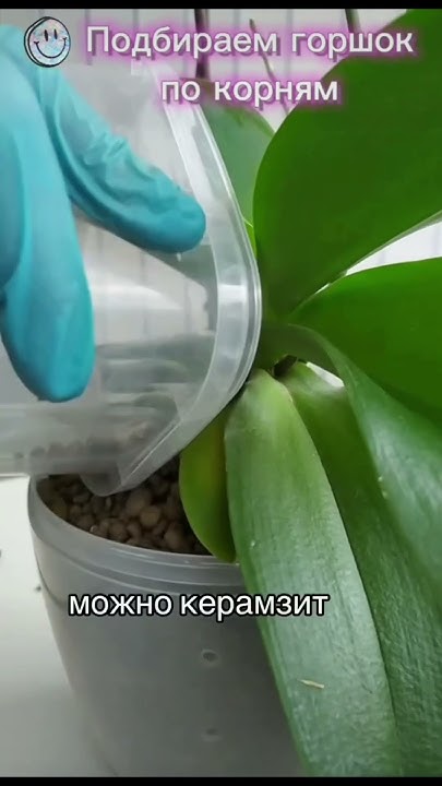 Подбираем горшок по корням орхидеи. #орхидеицветут #орхидеи # ...