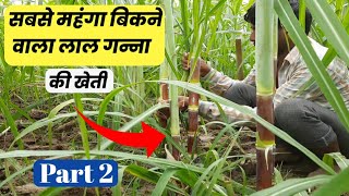 World Most Expensive Black or Red sugarcane farming Part 2