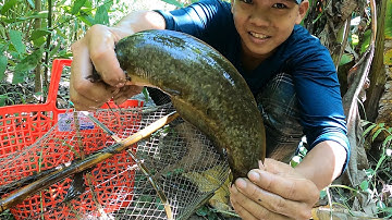 Thăm Lờ Dính 1 Lờ 3 Con Cá Trê Vàng Khủng Với Hai Con Ca Dầy Ở Rừng U Minh Hạ