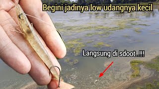 UMPAN PALING AMPUH UNTUK MANCING KAKAP PUTIH ||barramundi