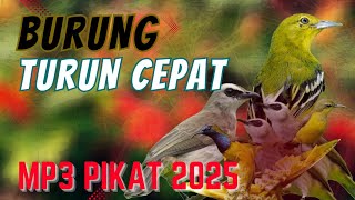 TERBUKTI AMPUH‼️ Suara Pikat Burung Kecil Ribut & Kolibri Paling Mantap 2025.