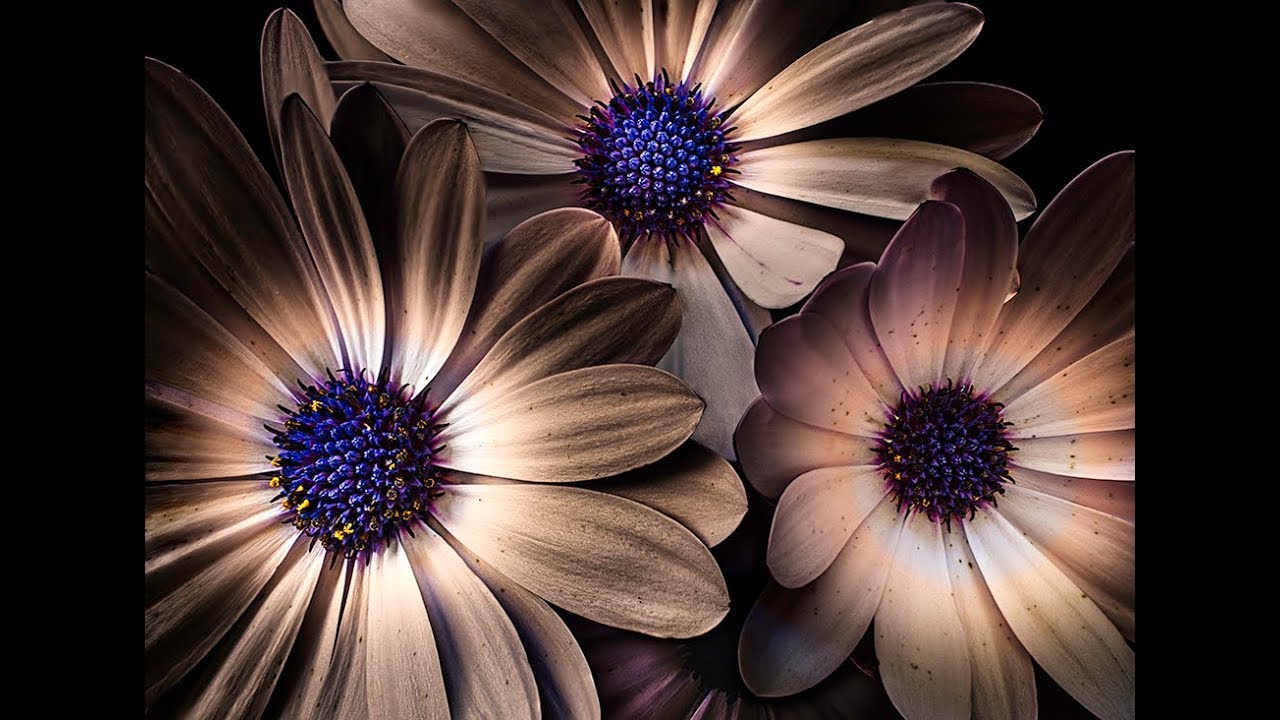 Flower Photography Art