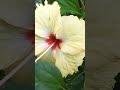 meri tarah tum bhi kabhi song #bollywood song#nature gardening