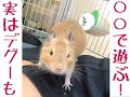 【驚くほどよく遊ぶ】デグーのおもちゃ