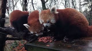 Red panda family at Nordens Ark dec 2022
The panda cubs are growing up fast and theres not much difference to mum now. They spend almost all their time up in the trees, exploring the world, eating bambu, pellets, fruit and other yummy stuff.
Please support our strive to save the endangered red pandas - make a donation www.nordensark.se/paypal Red panda family at Nordens Ark dec 2022