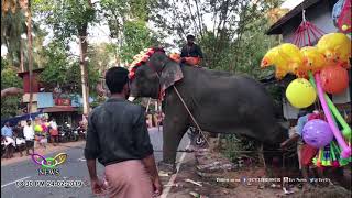ചിറവരമ്പത്തുകാവ് ആനയിടഞ്ഞു😨; പുത്തനോളിയില്‍ നാട്ടാന ചരിഞ്ഞു 😓! | T.C.V. Kunnamkulam, Kodakara