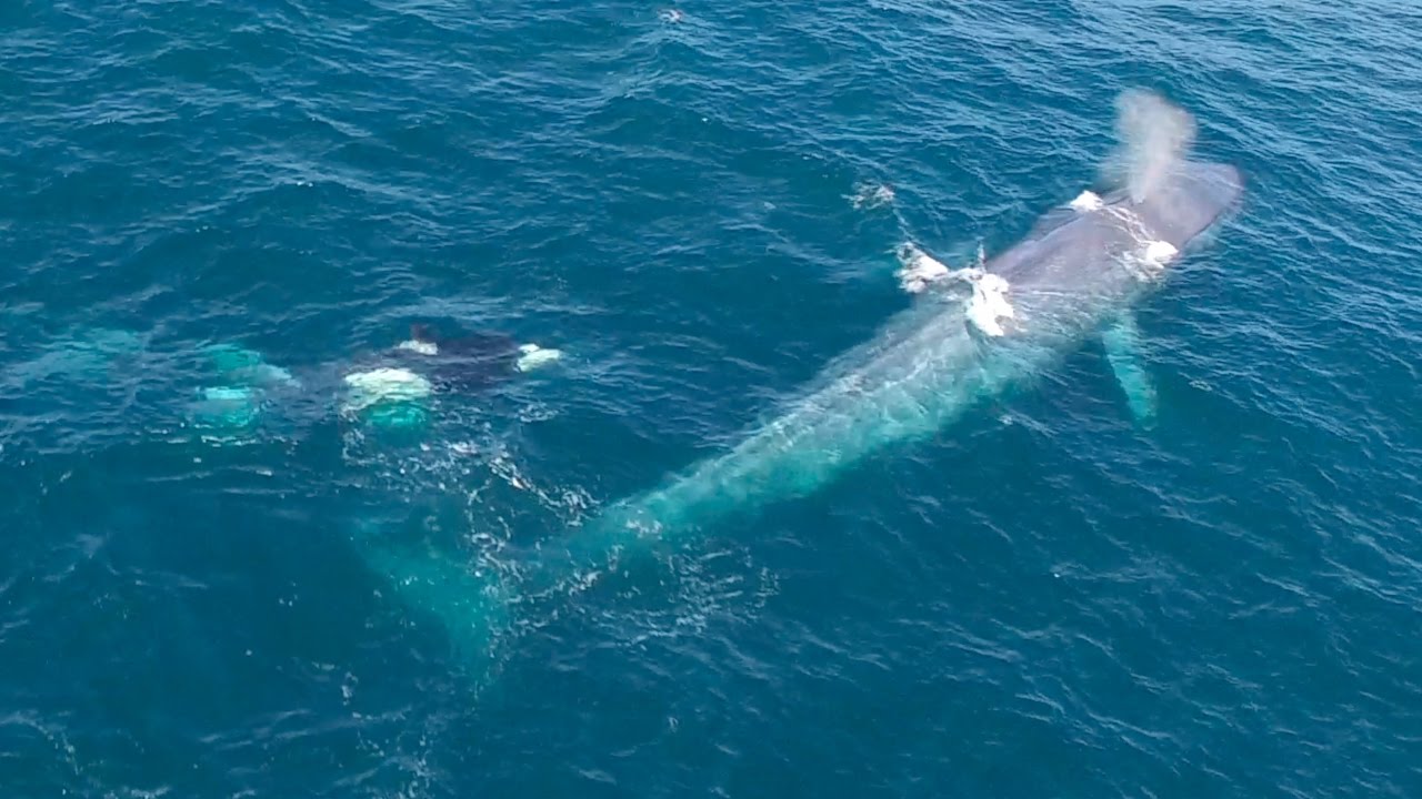 5/18 Drone: Killer Whales Harass a Blue Whale in Monterey Bay ...