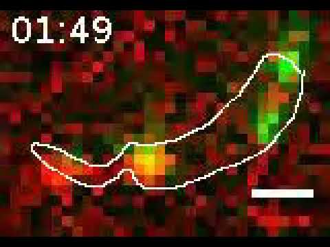 First view of a microbe building a crystal shell