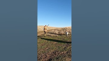 Get er done! #hunting #pheasanthunting #birddog #pointer #birdhunt #uplandhunting #pheasants #hunter
