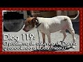 Dlog 119: El problema de columna de mi perra Danna y conociendo a Woof Miaow