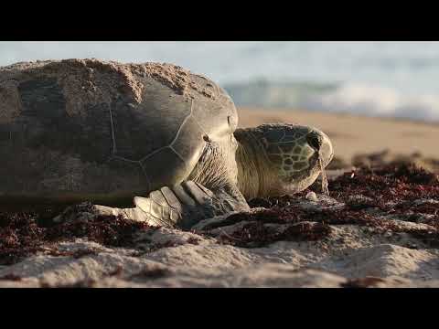 Amazing mother green sea turtle returns to sea after laying eggs