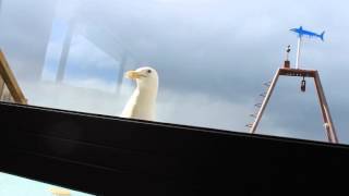 Black Back gull taps on my window with its beak (Larus dominicanus)