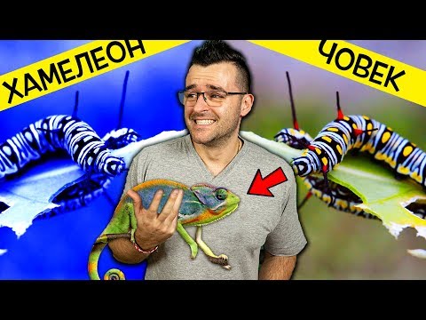 Видео: Какви цветове виждат копитните животни?