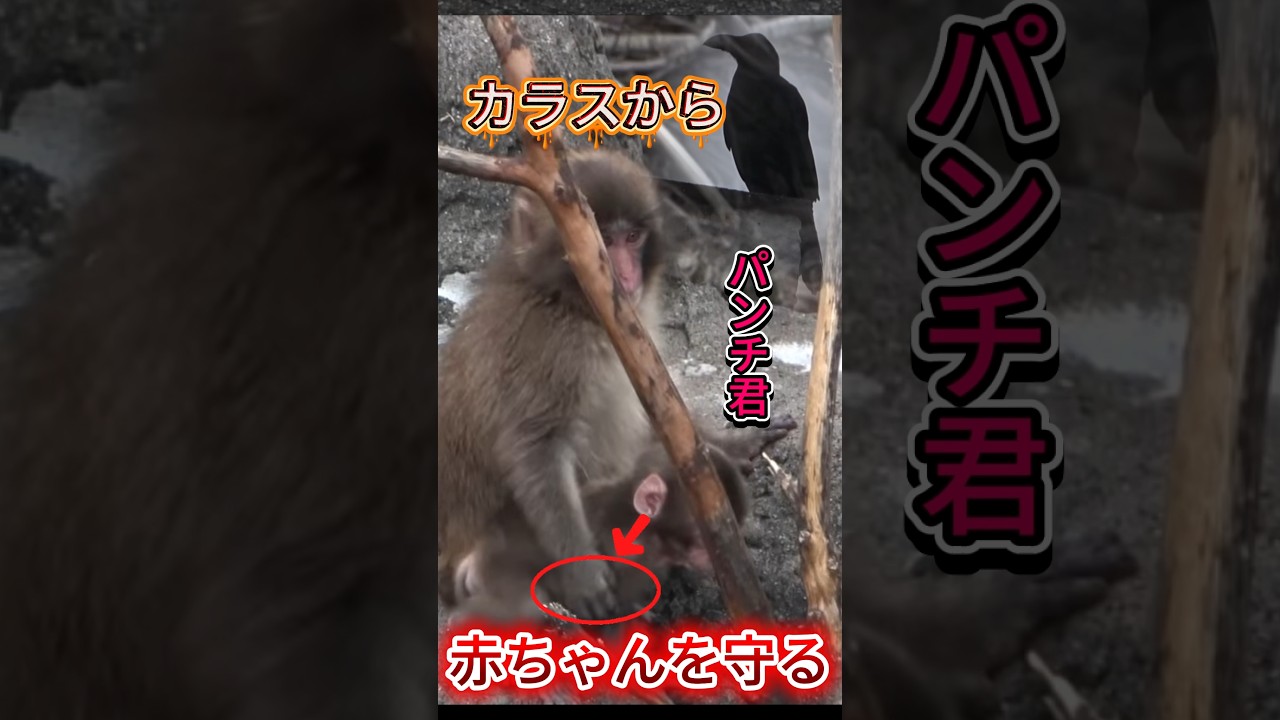 【感動】カラスから赤ちゃん猿を守るパンチくん😭いつの間にか頼もしいお兄ちゃんに… #shorts#パンチくん #赤ちゃん猿 #市川市動植物園#成長