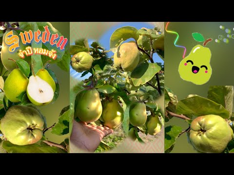 วีดีโอ: ควินซ์เป็นผลไม้ที่หอมและดีต่อสุขภาพ