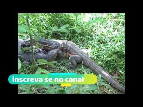 Vídeo: Gatinho Resgatado Da Exposição Do Dragão De Komodo No Zoológico