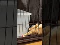 チャイさんの暮らし⑬。#保護猫