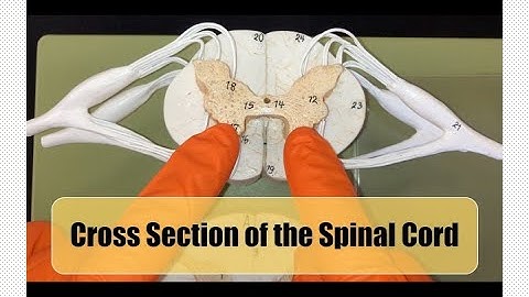 Spinal Cord - Cross Section