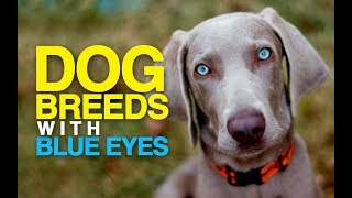 9 Dog Breeds with BLUE EYES