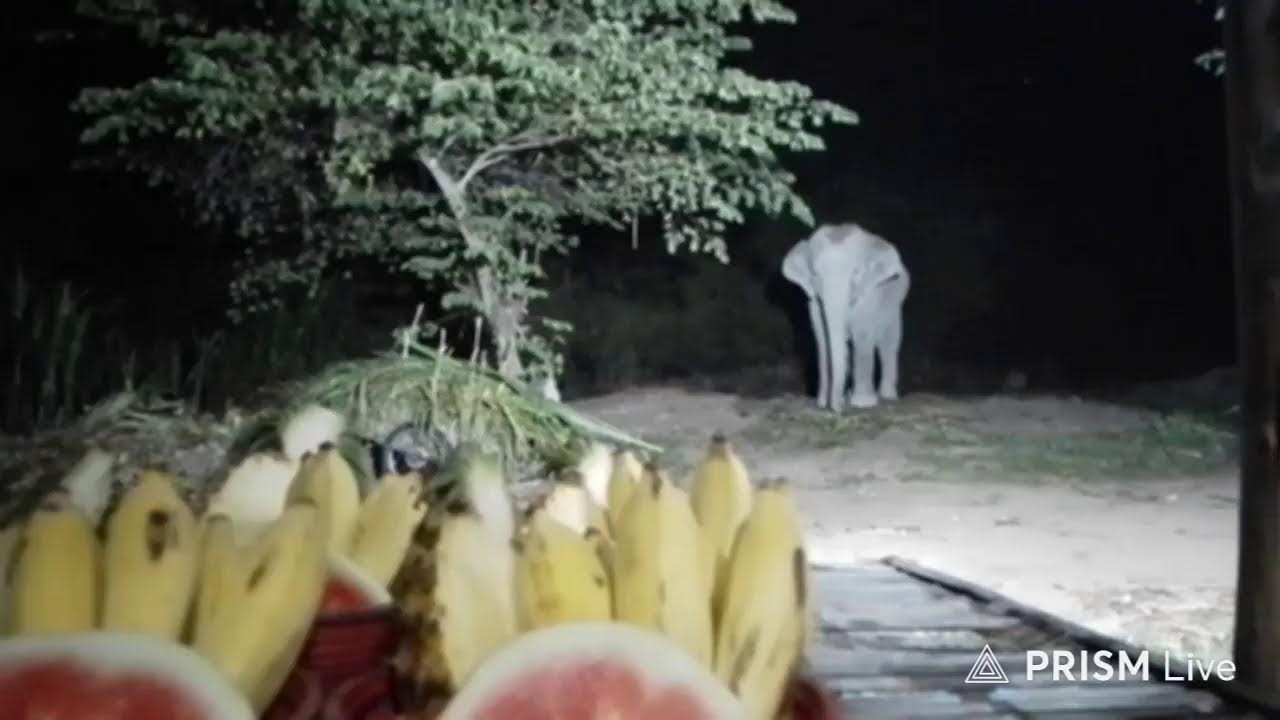 รอบ 2  ค่ะ  #ยังไม่ได้ทานสักตะกร้าเลยค่ะ 🙏❤🙏🐘