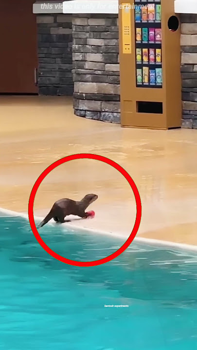 She Dropped a Can… The Otter Did THIS! ‍♀️‍⬛♻️ #shorts