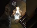 Basset Hound Puppy - Rukia Stops🐾