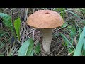 Благородные грибы продолжают расти | В поисках грибов.