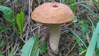 Благородные грибы продолжают расти | В поисках грибов.
