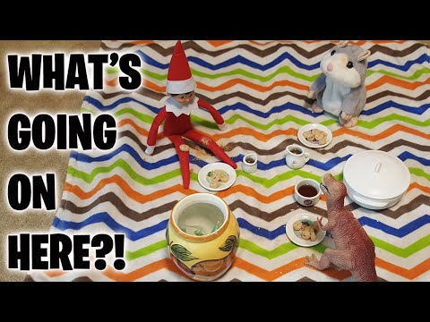 look-what-max's-elf-on-the-shelf-did-last-night!-funny-christmas-elves-prank-mischief!