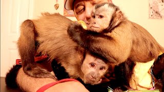 Capuchin Monkeys Playing & Snacking!