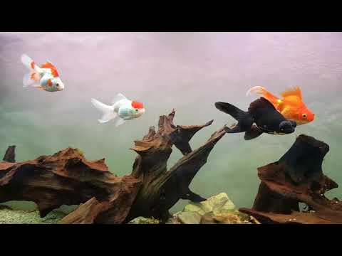 Vidéo: Voile-poisson