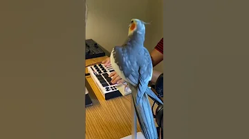 تغريد بطريقه اغنيه كوكتيل 