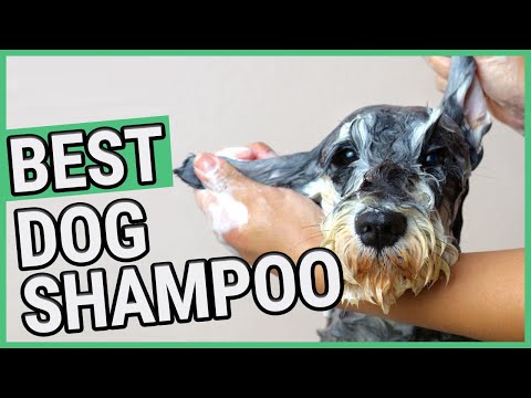 Video: Vilken typ av schampo är bäst för din hund?