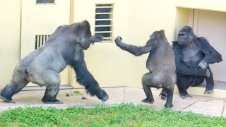 Silverbacks show their strength to female gorillasShabani Group