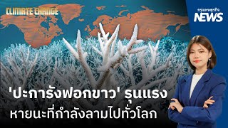 วิกฤติ! 'ปะการังฟอกขาว' หายนะที่กำลังลามไปทั่วโลก  | กรุงเทพธุรกิจNEWS