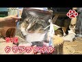 A４サイズのクリアファイル３枚セットができた　Miaou products