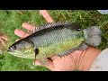 Ngeri ngeri sedap mancing ikan channa limbata di sarannya langsung bikin ketagihan 🐠🐋🐟