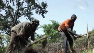 Il Warrantage: agricoltura e vite contadine in Alta Guinea