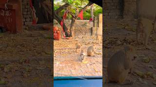 #monkey #dharam #karam #animalshorts #cutemonkey #animals #animallovers  #hanumanji #natureanimal
