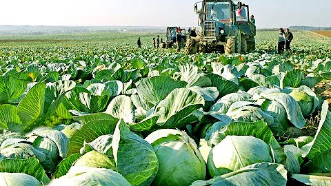 Awesome Cabbages Farming Agriculture Technology- Cabbages Cultivation  - Japan Cabbages Harvesting