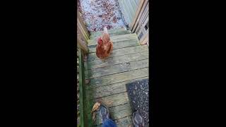 This chicken thinks she is a dog! by NICK GILLILAND  441 views 2 years ago 57 seconds