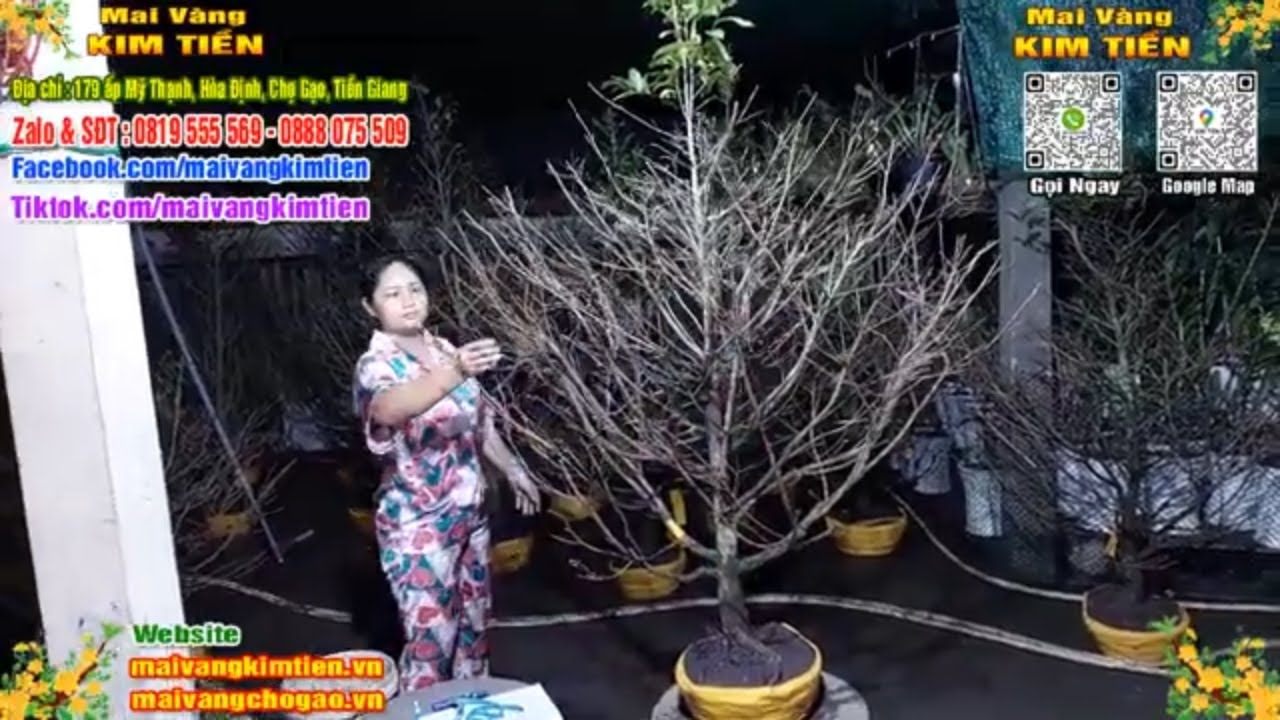 Phôi Mai Thủ Đức Giá Rẻ Bao Ship Bao Sống Toàn Quốc - Mai Vàng Kim Tiền Chợ Gạo