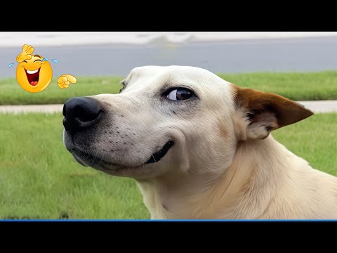 When God Sends You Funny Dogs And Cats 😹🐶 The Funniest Cat Dog Moments Compilation 🐾